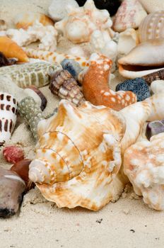 Shell Background and Conch Sea Shell on Sand closeup