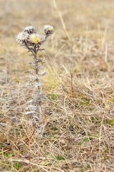 faded carlina vulgaris in the field in late autumn