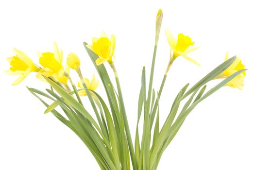Narcissus pseudonarcissus