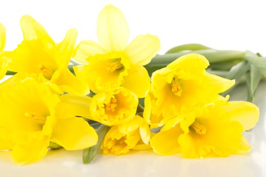 Narcissus pseudonarcissus