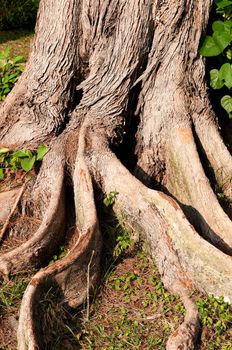 Roots of a tropical tree