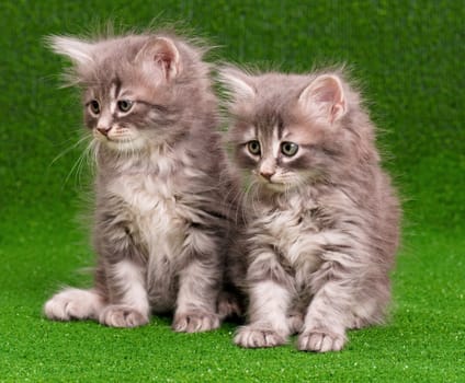 Cute gray kittens on artificial green grass