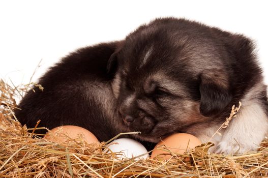 Cute puppy in a nest with eggs on a white background