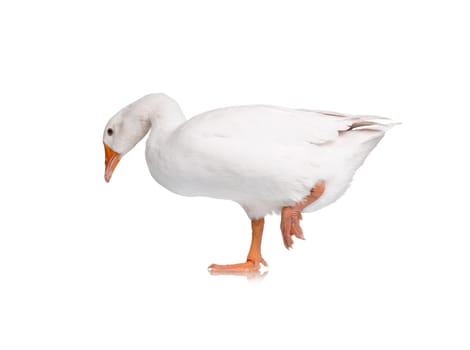 White domestic goose isolated on white background