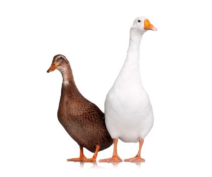 White domestic goose and duck isolated on white background