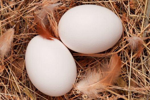 Fresh chicken eggs in the natural nest of hay