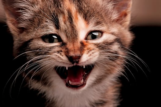 Portrait of cute little kitten on grey background