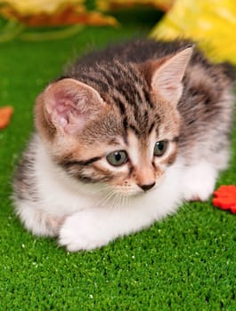 Cute little kitten on artificial green grass