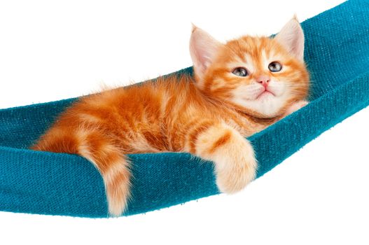 Cute little red kitten in a hammock  isolated on white background