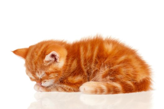 Cute little red kitten isolated on white background