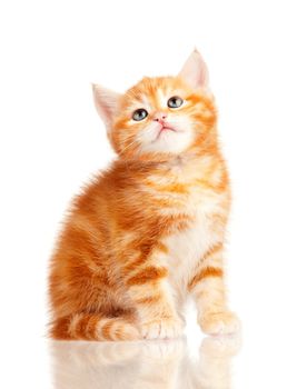 Cute little red kitten isolated on white background