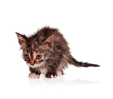 Wet little kitten isolated on white background