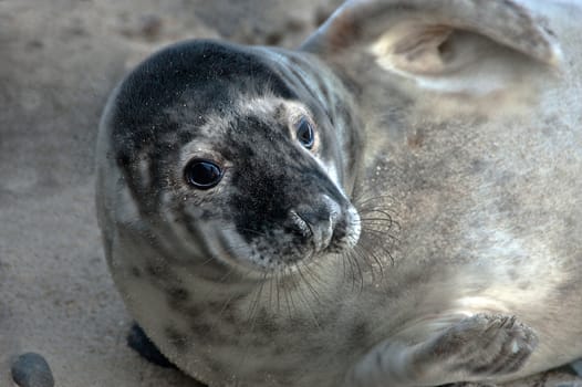 Grey seal laying on the beach at Helgoland