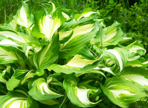 Variegated curved leaves of Plantain lily