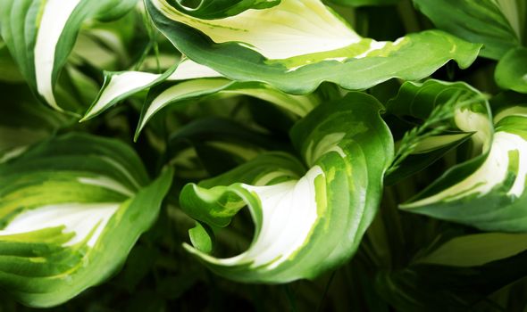 Variegated curved leaves of Plantain lily