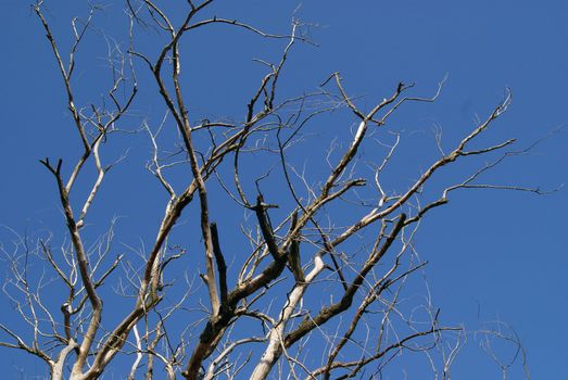 Dried branches intersection in the morning sun