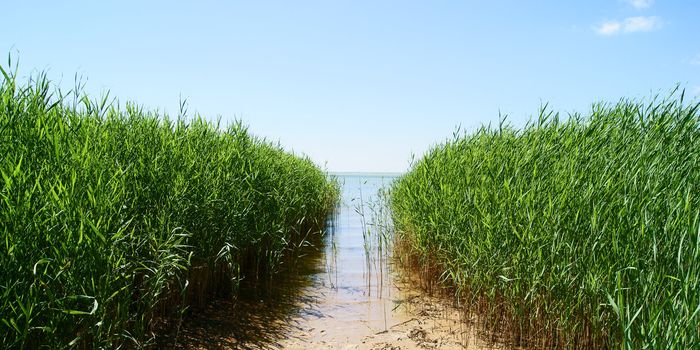 Path through reed grass to the sea