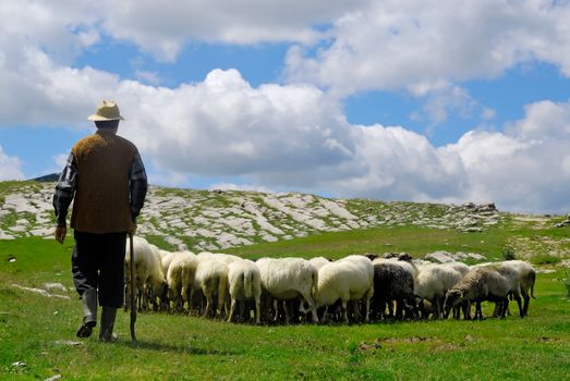 Shepherd leads his sheep through the pastures. Picture taken on the highland in Montenegro. Unrecognizable man.