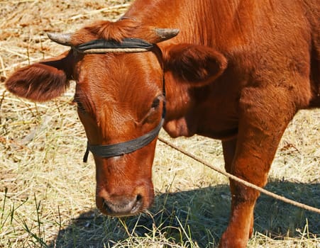 Red young calf feeding on the grass scorched by the sun