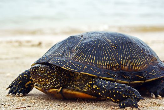 Yellow spotted turtle walking along the beach