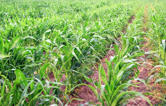 Parallel rows of corn sprouting