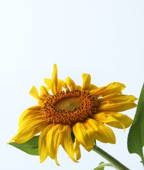 Single sunflower close-up on clear sky