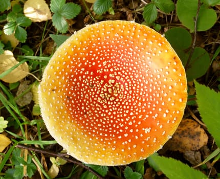 Round top of red fly agaric