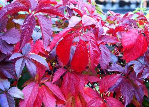 Purple wild grape leaves in autumn