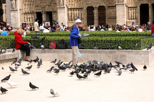 PARIS - May 7: Notre Dame Cathedral on May, 2009 in Paris. Unknown man with pigeons in front of the cathedral was essentially completed by 1345 and is very popular travel destination in France