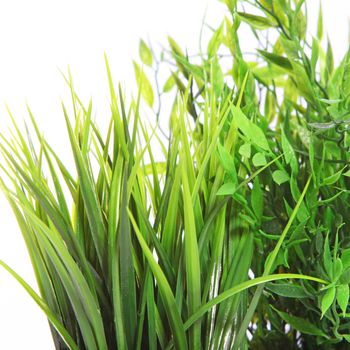 Close up of green plants, grass and herbs