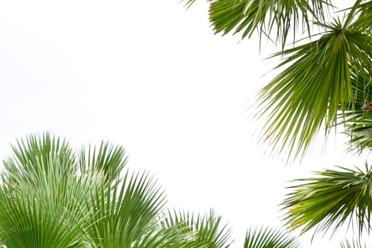 Palm leafs isolated on the white background