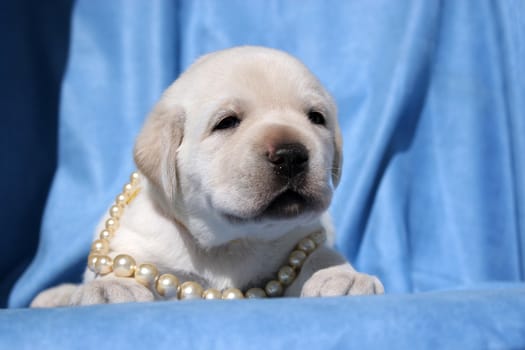 yellow labrador puppy of 21 days with pearl beads on blue