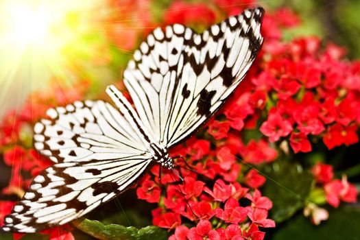 Monarch butterfly on the red flower. Macro.