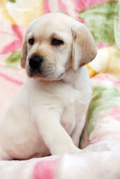 yellow labrador puppy of 1,5 month outdoor