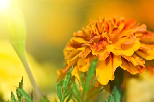 Marigold (shallow DOF) 