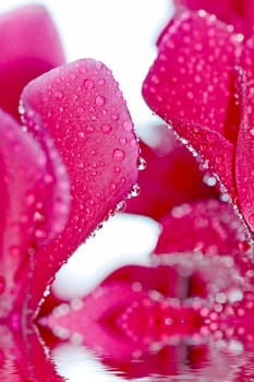 Close-up of pink flower with water drops on white background. Soft colors.