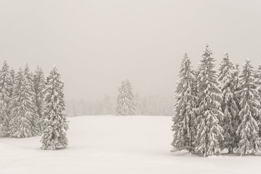 Trees with snow in a white landscape