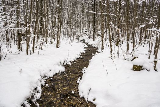 Creek in a forest in winter with snow and treees