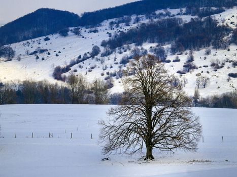 Winter landscape with snow, a hill and one tree in evening mood