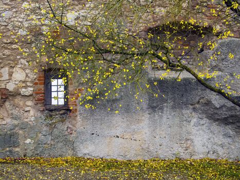 Tree with yellow leaves in front of a old wall with bricks and window in autumn