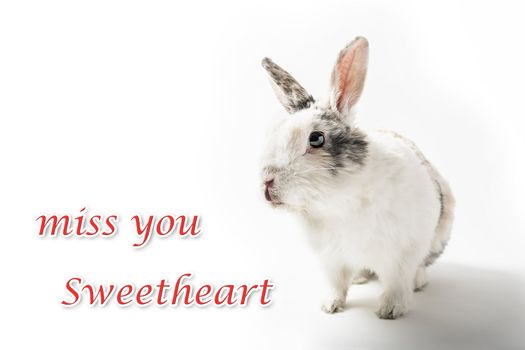 Sitting white and brown rabbit on white background with lettering "Miss you Sweetheart"