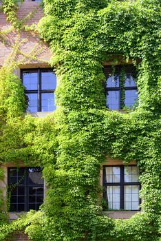 Part of a castle with windows and growth of ivy