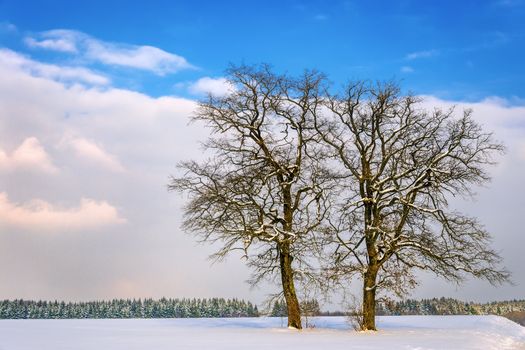 Two trees in winter landscape with forest, clouds and blue sky