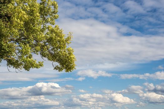 Part of a green tree with clouds on blue sky