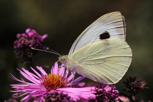 white cabbage butterfly sitting on flower