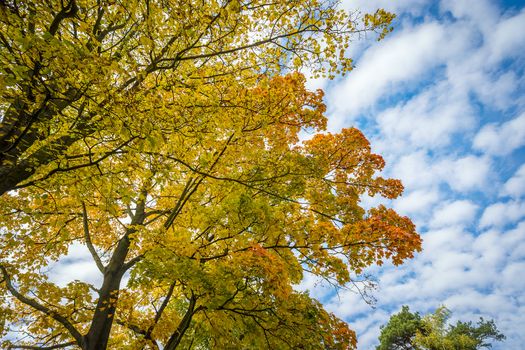 Trees with colored leaves in autumn with blue sky and white clouds