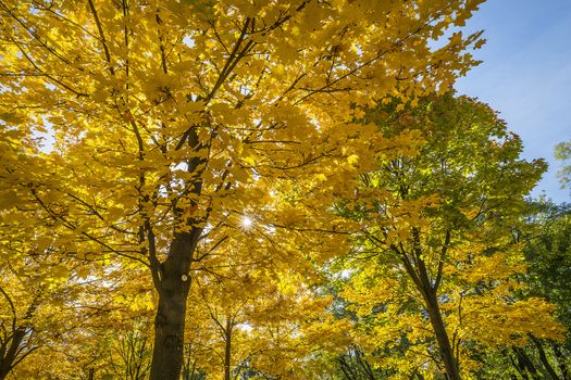 Trees with colorful leaves in a small park in Dresden in the autumn