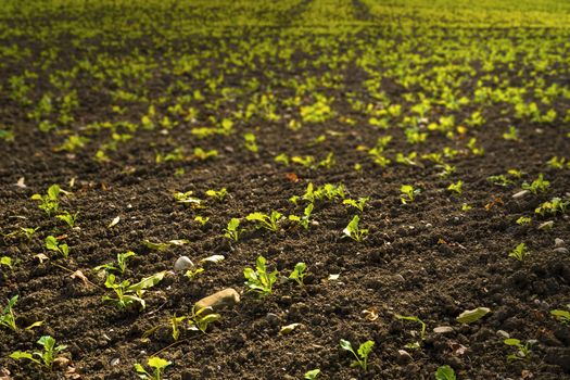 New green shoots on a brown field in Baravia Germany