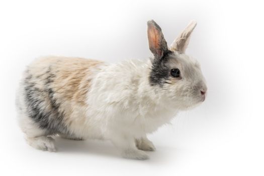 Sitting white and brown rabbit on white background