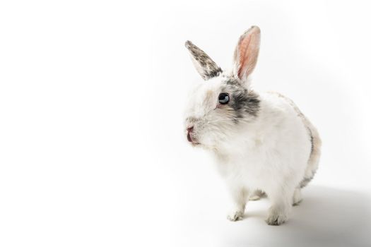 Sitting white and brown rabbit on white background